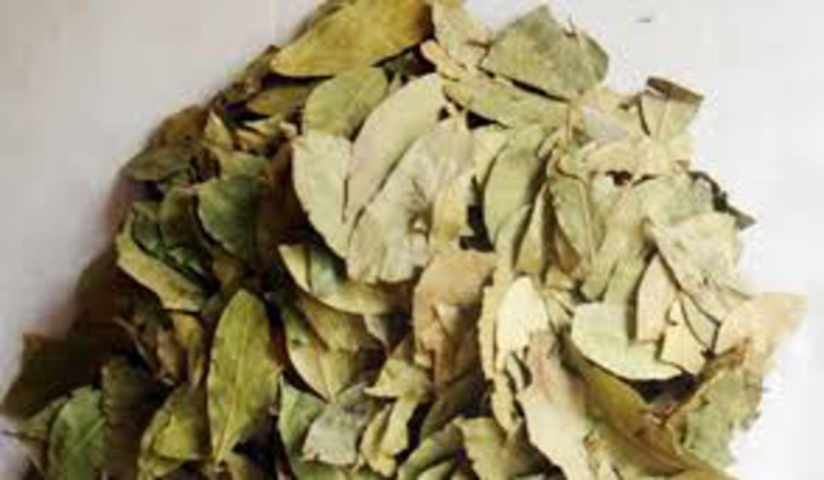 صورة ورق جوافة 